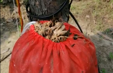 耳聽(tīng)為虛，眼見(jiàn)為實(shí)，看得見(jiàn)的殺蟲(chóng)效果