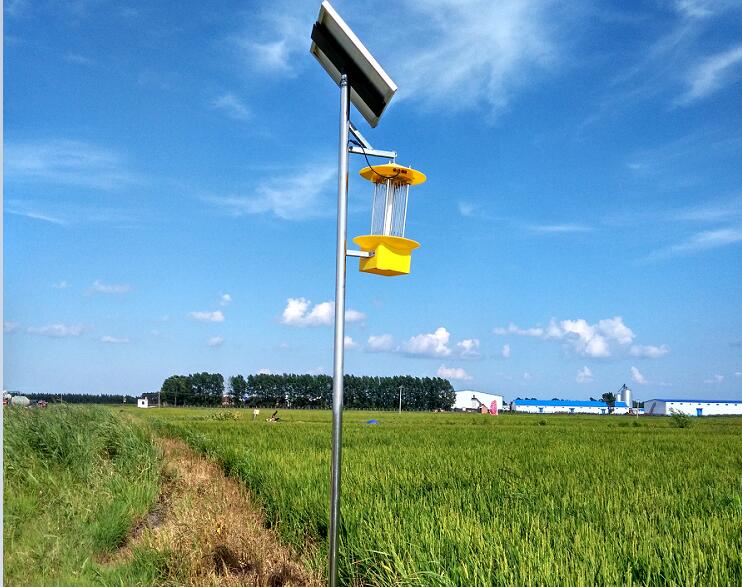 稻田太陽能殺蟲燈